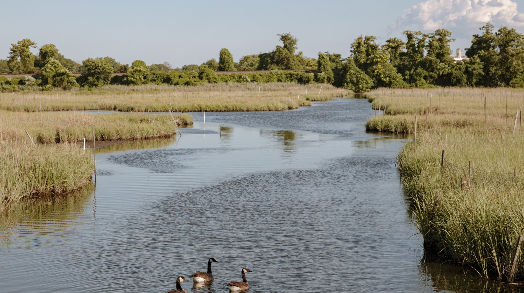 A tidal marsh channel with Canada geese in the Scituate Reservoir watershed